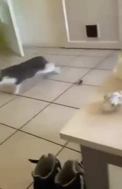 Proud kitty brought its prey to show off