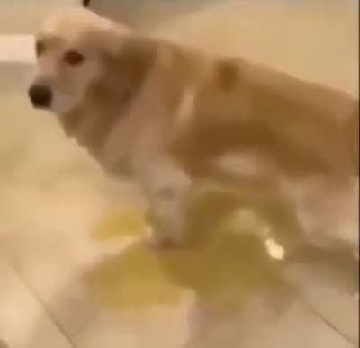 Dog chilling
