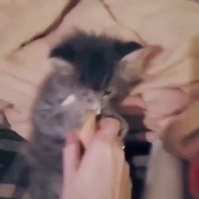 S H A K E