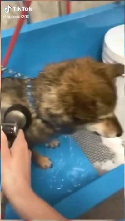 Perfectly cut bork