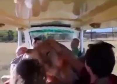 Eager lion rushes tourists