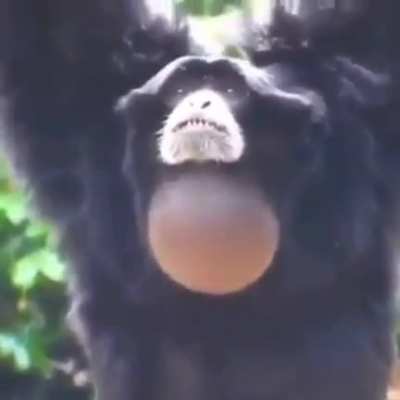 Monke
