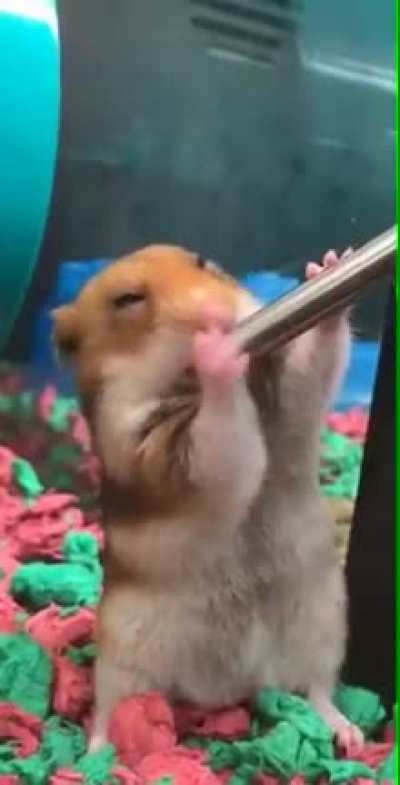 Que merda fizemos com os animais