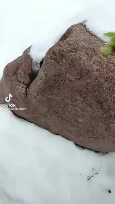 Lettuce
