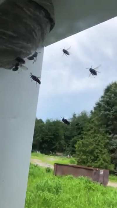 Greeting the bees, for a late brunch hello later.