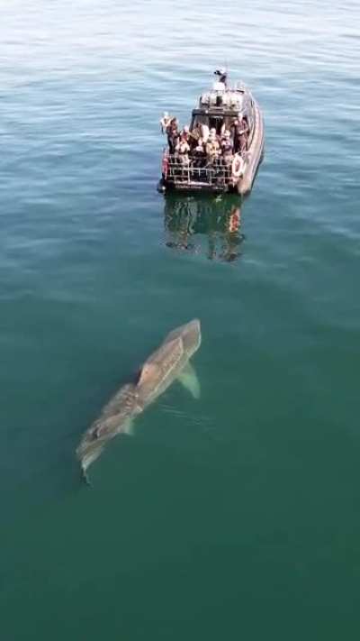 A 10 meter basking shark in Scottish water. It stunned the observers as it was as long as their boat. A truly beautiful, harmless giant