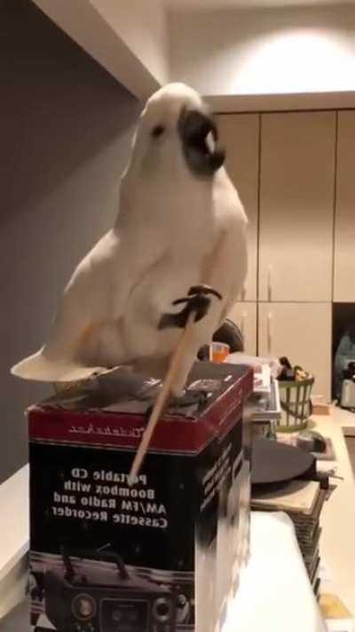 Cockatoo with personality