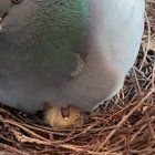 They hatched!