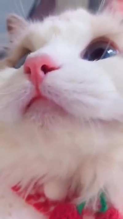 Котик