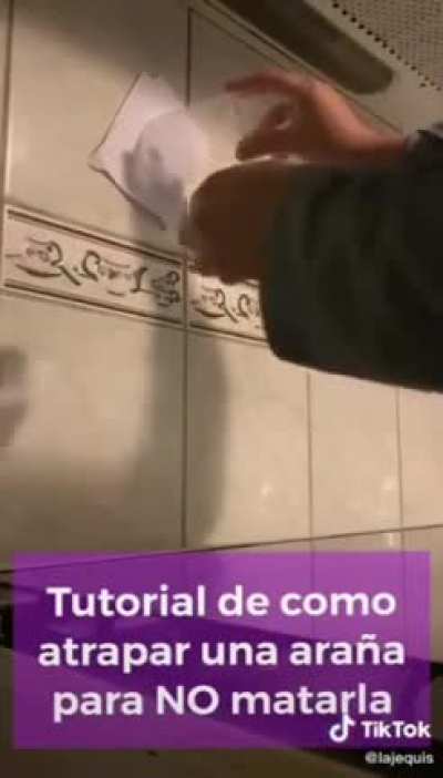 How to properly dispose spiders