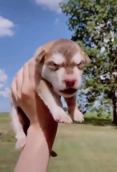 Awoooo