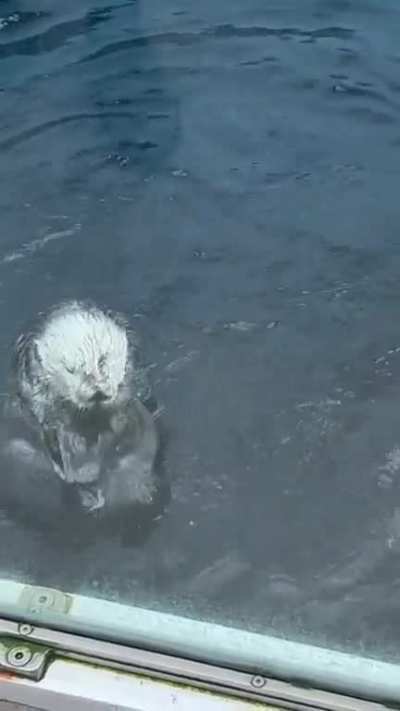 This otter thinks the phone is a clam after lady drops it in enclosure!