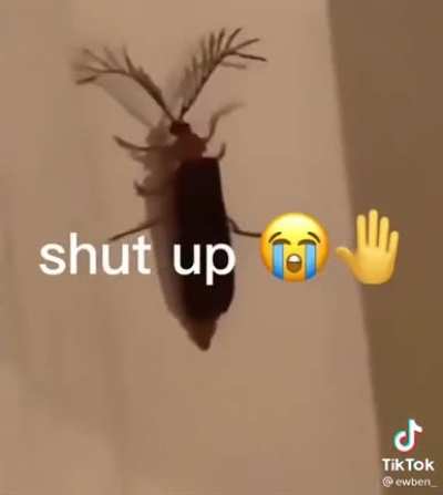 Eyelash bug ✨