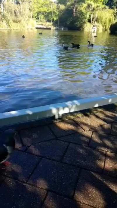 Ducks just chilling