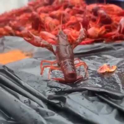 you get no context 🦞🦐