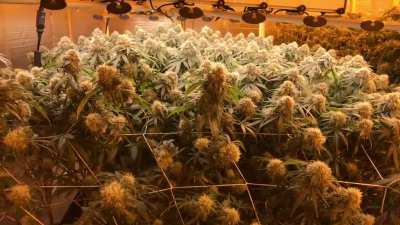 The Ultimate Grow - Single 4x8 Tray, 2 Fluence LEDs, 32 total plants - 8lbs Dry Weight!