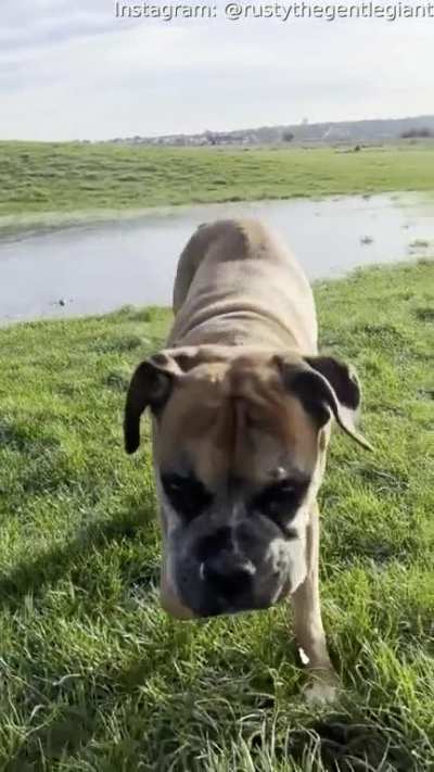 Sliding doggo