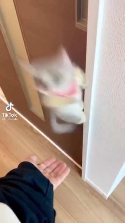 Sugar glider is trained to climb onto its owner’s arm on command