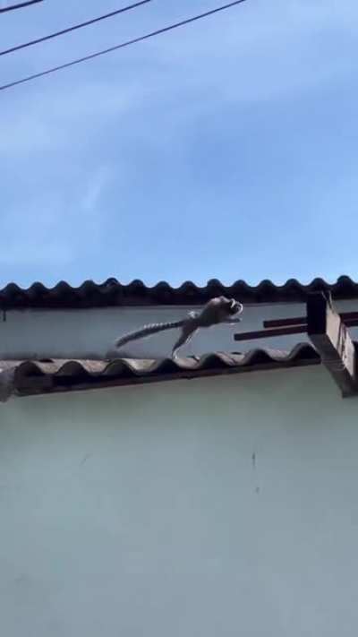 BONNER TAVA CERTO TINHA MICO EM BANGU MESMO