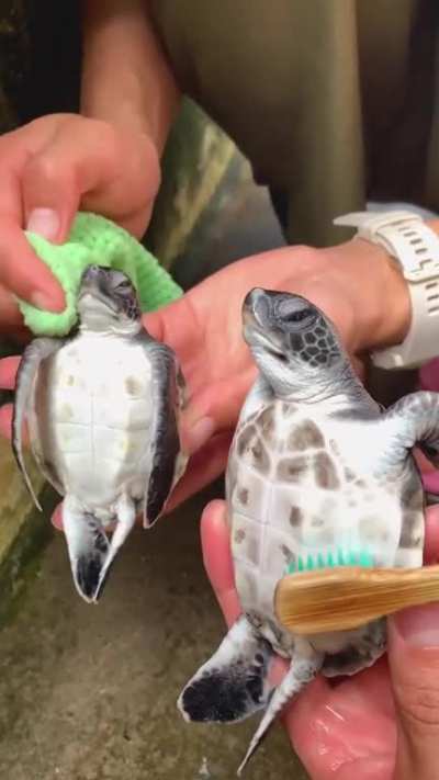 Baby Turtle Spa Day is taken very seriously at the Ogasawara Marine Centre...