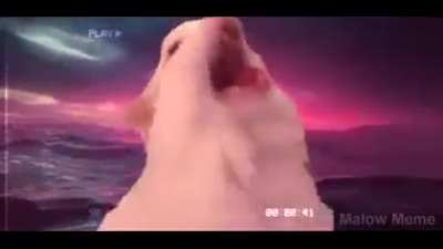 CAT MUSIC......