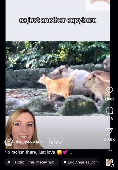 Hold my catnip while I infiltrate this family of capybaras . . . 