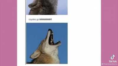 coyotes go Ã