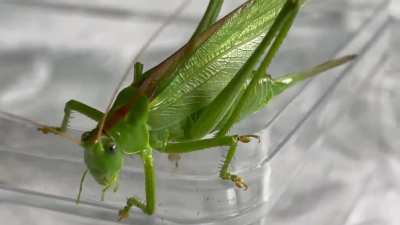 Large Grasshopper