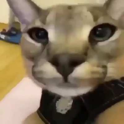 Floppa