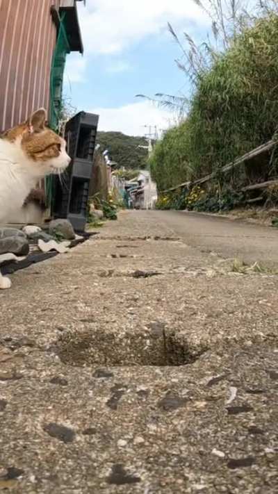 Rabbit Cat