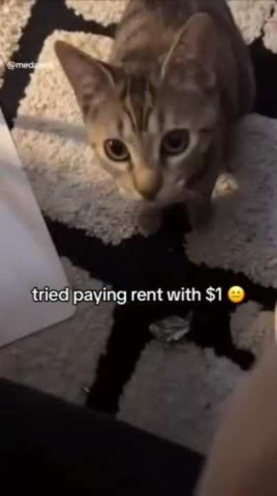 Fellow landchads, this rentoid tied to pay only 1$. What would be an appropriate response?