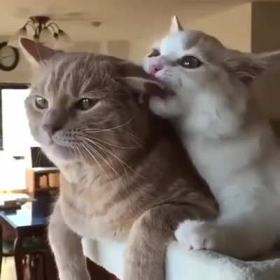 Котики