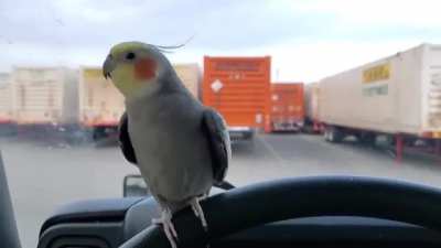 Profanity-birb