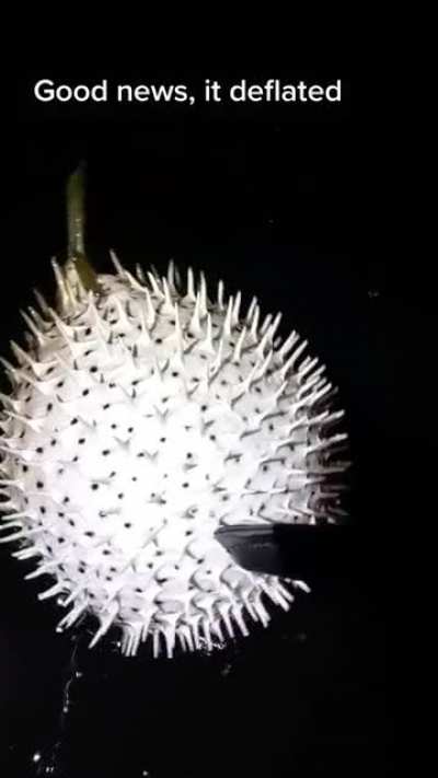 Pufferfish making noises while deflating in water.