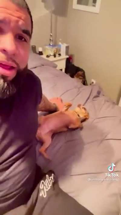 Dog tricks