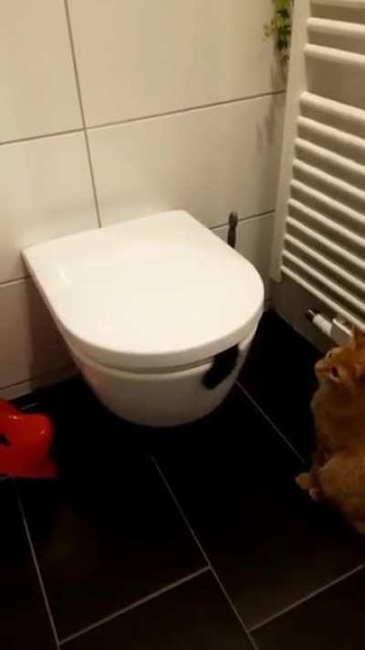caT IS brUtaly cONSumEd bY toiLET