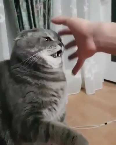Cat loading reaction
