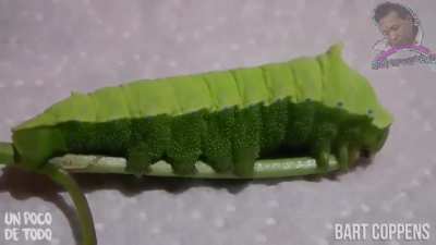 Que increíble la naturaleza