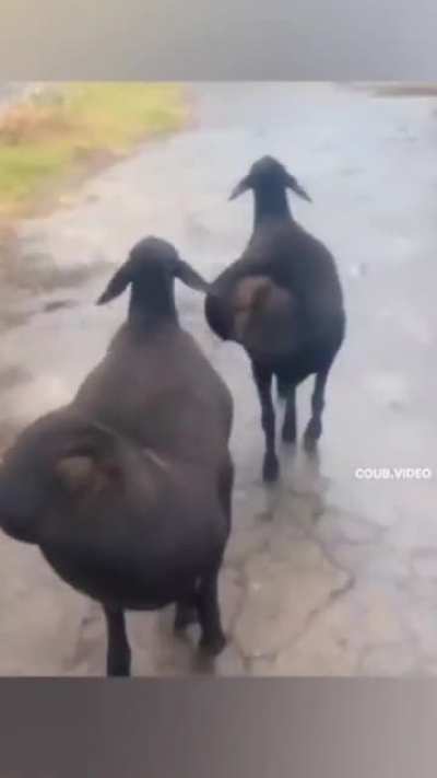 I didn't know goats came in supersize like this