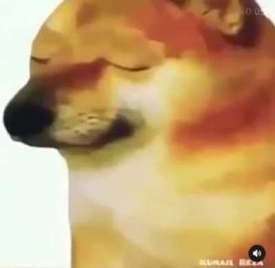 Bitch