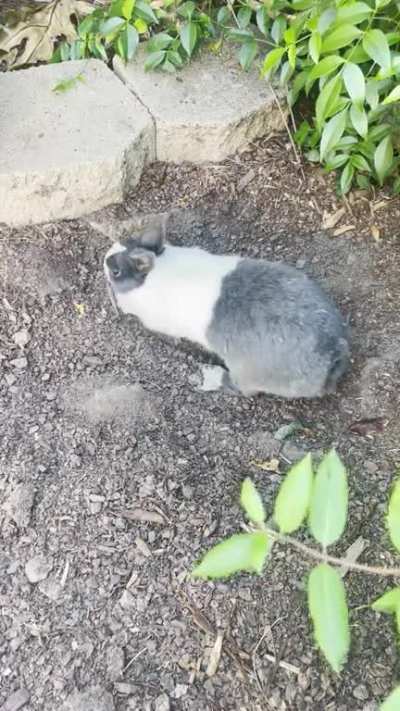 Happy dirty flop