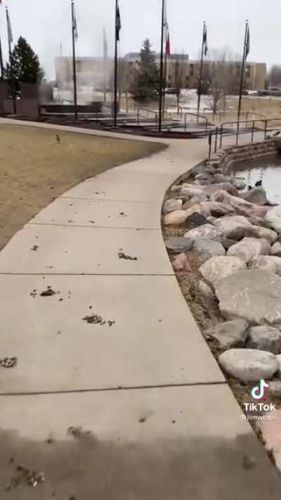 Hi Goose 🥰 Credit: jimwedin (TikTok)