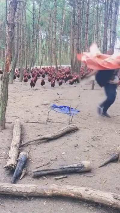 Повелитель петушков