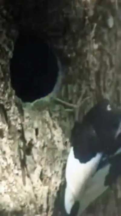 Adeus pica pau bico de marfjm