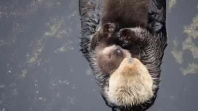 One day old Sea Otter trying to sleep on mom.