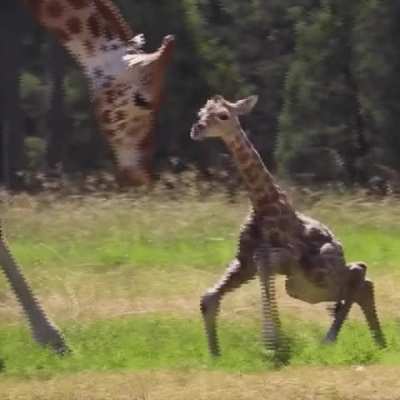Within hours of leaving the safety of their mum’s womb, young giraffes can stand, feed, and walk, which is particularly important when they need to follow their herd away from the threat of ferocious carnivores.