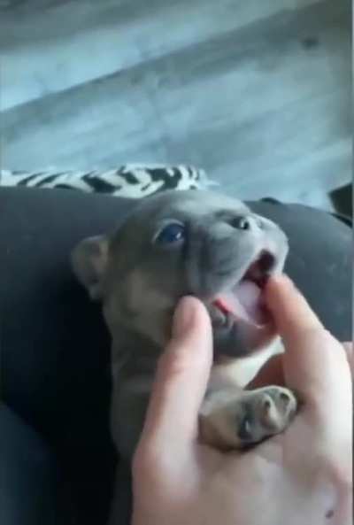 Sweet little guy. I think he needs a name !