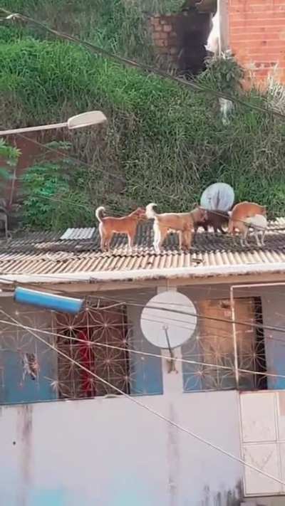 Roof party