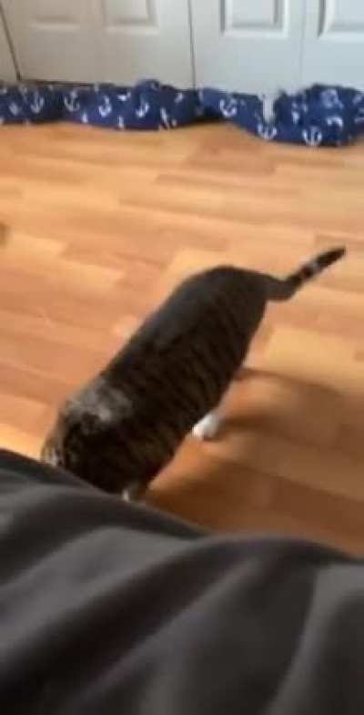 Mila vs Sock
