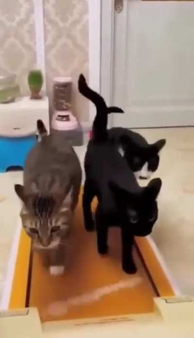 we need a bigger boat